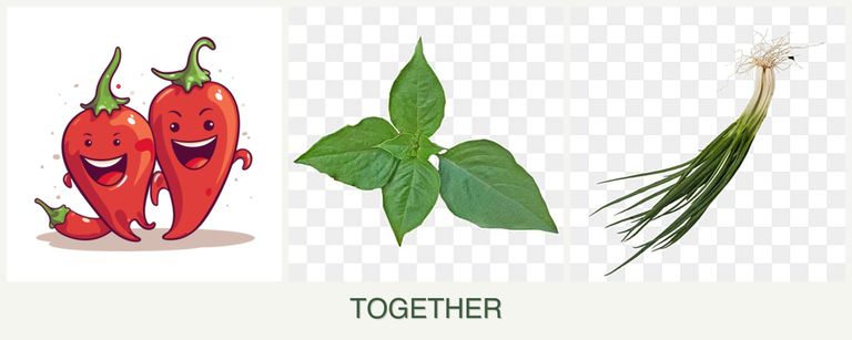 Can you plant peppers, basil and chives together?