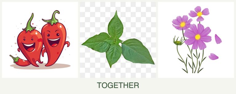 Can you plant peppers, basil and cosmos together?