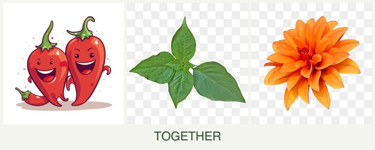 Can you plant peppers, basil and dahlias together?