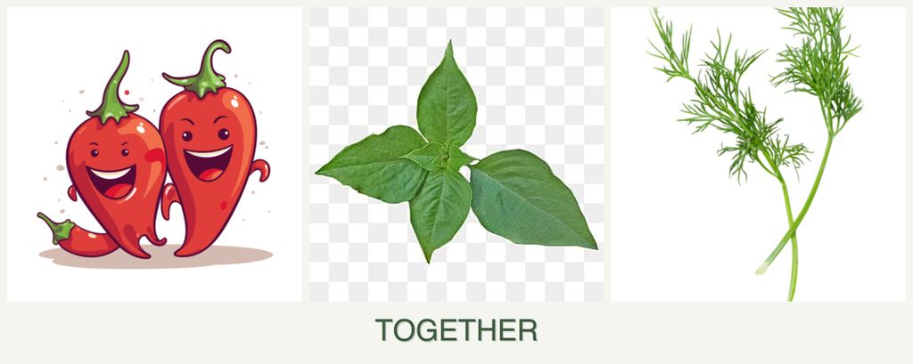 Can you plant peppers, basil and dill together?