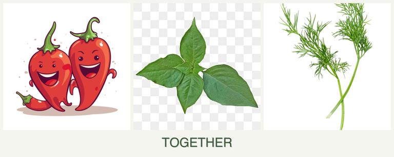 Can you plant peppers, basil and dill together?