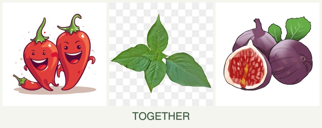 Can you plant peppers, basil and figs together?
