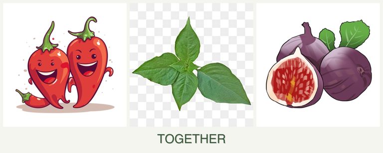 Can you plant peppers, basil and figs together?