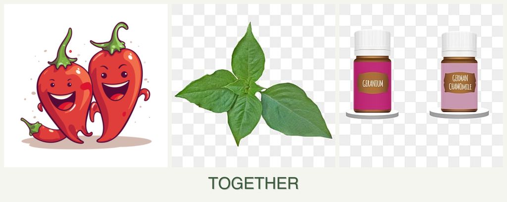 Can you plant peppers, basil and geraniums together?