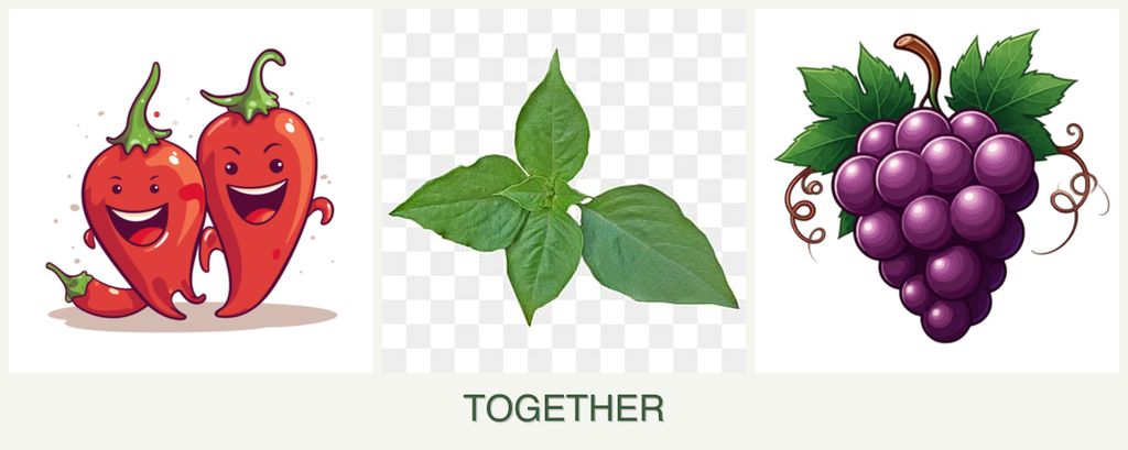Can you plant peppers, basil and grapes together?