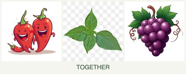 Can you plant peppers, basil and grapes together?