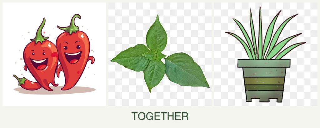 Can you plant peppers, basil and lemongrass together?