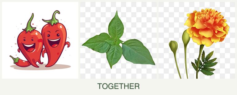 Can you plant peppers, basil and marigolds together?