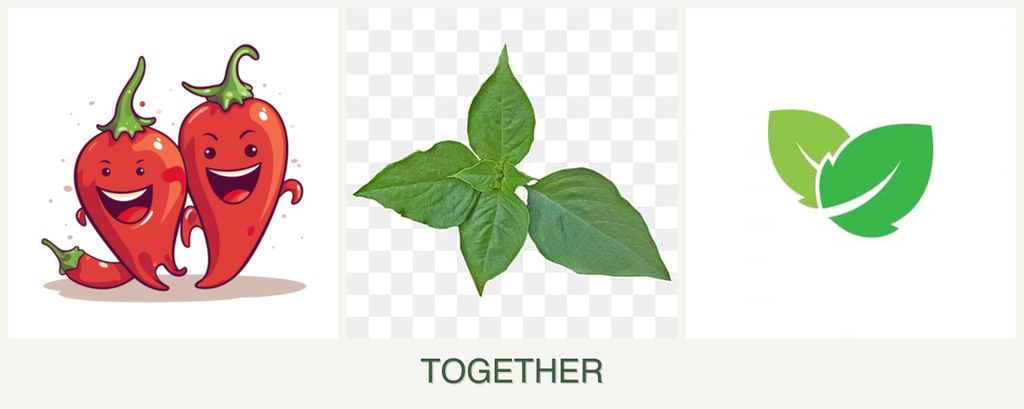 Can you plant peppers, basil and mint together?