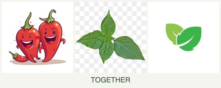 Can you plant peppers, basil and mint together?