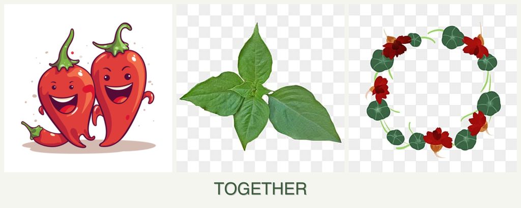 Can you plant peppers, basil and nasturtiums together?