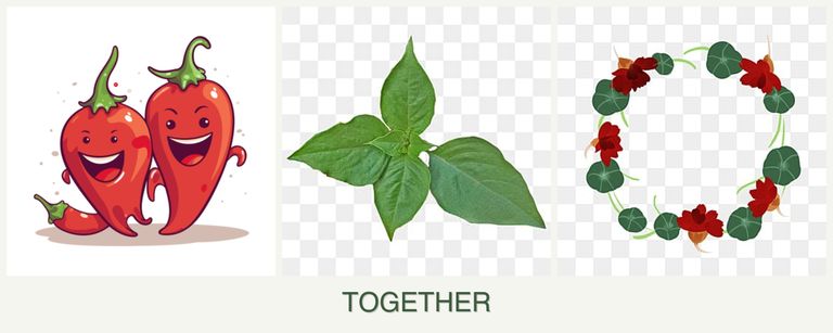Can you plant peppers, basil and nasturtiums together?