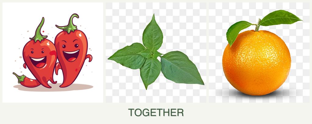 Can you plant peppers, basil and oranges together?