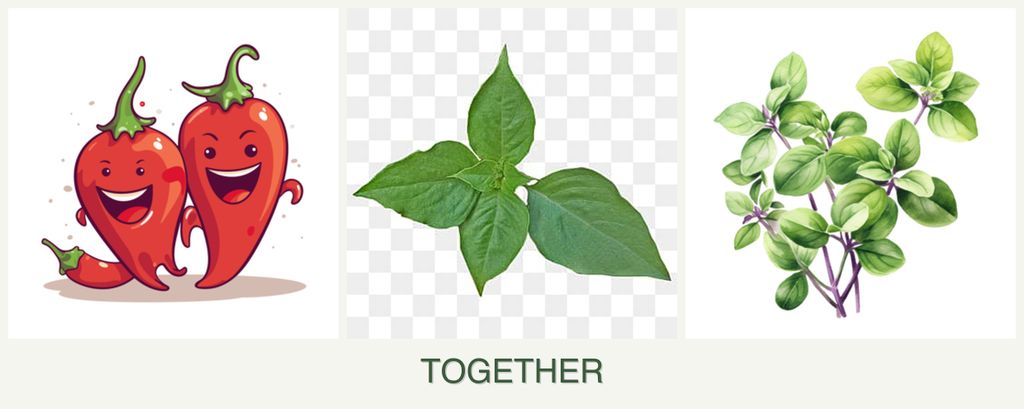 Can you plant peppers, basil and oregano together?