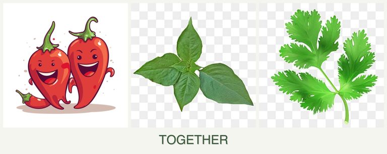 Can you plant peppers, basil and parsley together?