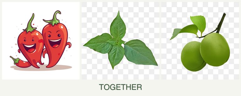 Can you plant peppers, basil and plums together?