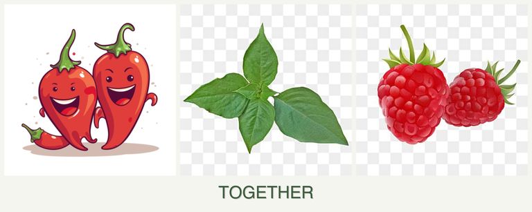 Can you plant peppers, basil and raspberries together?