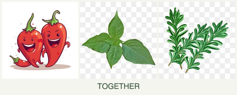 Can you plant peppers, basil and rosemary together?