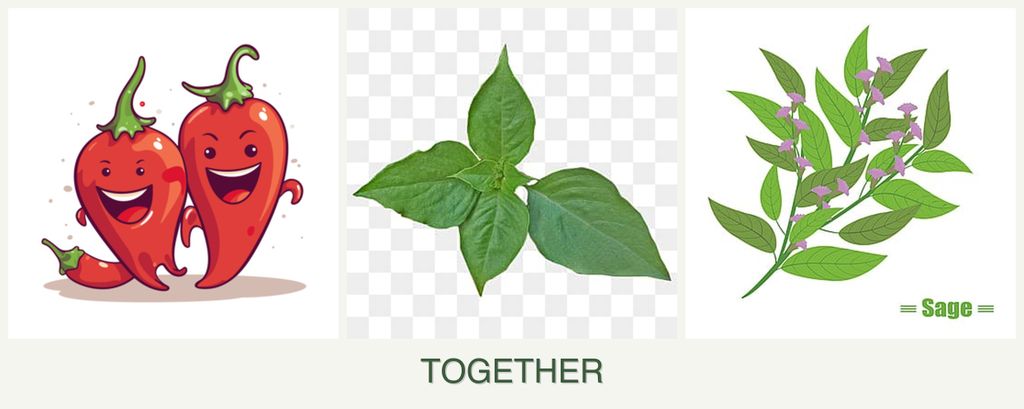 Can you plant peppers, basil and sage together?
