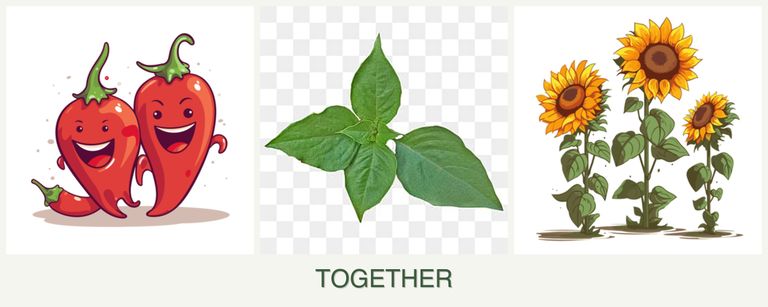 Can you plant peppers, basil and sunflowers together?