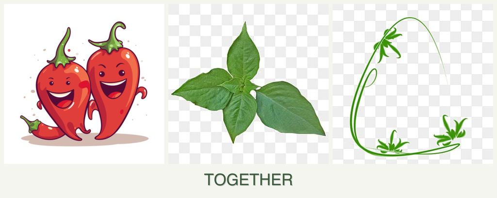Can you plant peppers, basil and tarragon together?