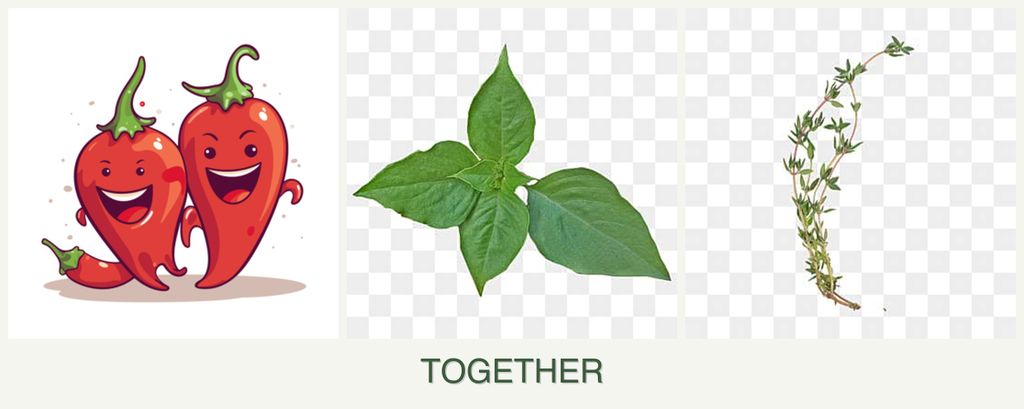 Can you plant peppers, basil and thyme together?