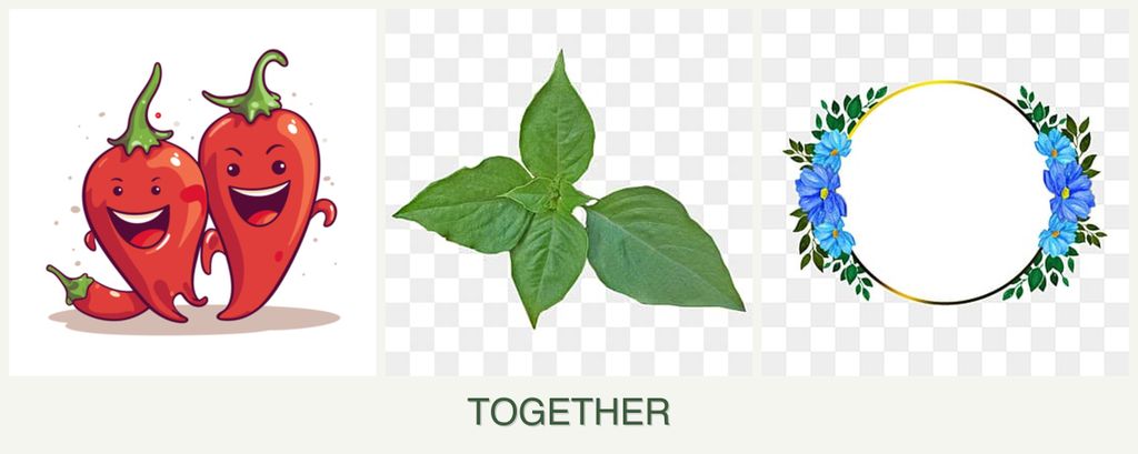 Can you plant peppers, basil and zinnias together?