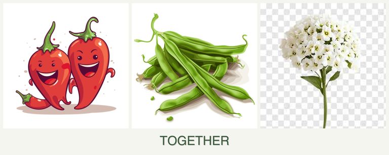 Can you plant peppers, beans and alyssum together?