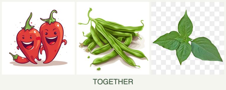 Can you plant peppers, beans and basil together?