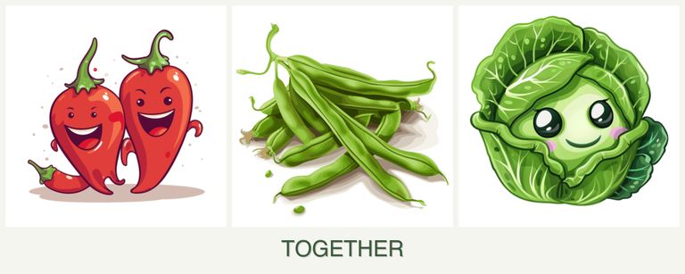 Can you plant peppers, beans and cabbage together?