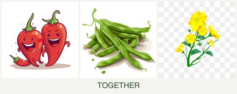 Can you plant peppers, beans and calendula together?