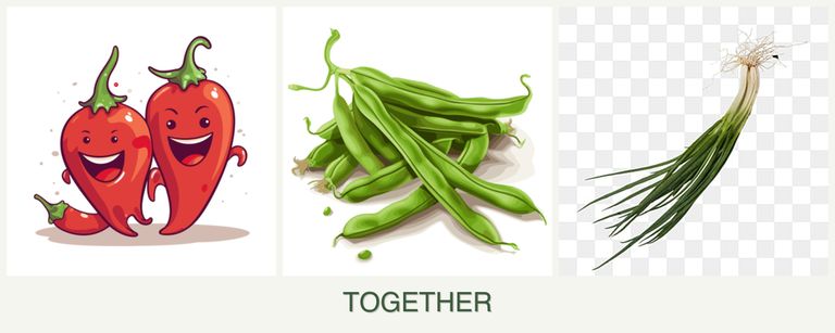 Can you plant peppers, beans and chives together?