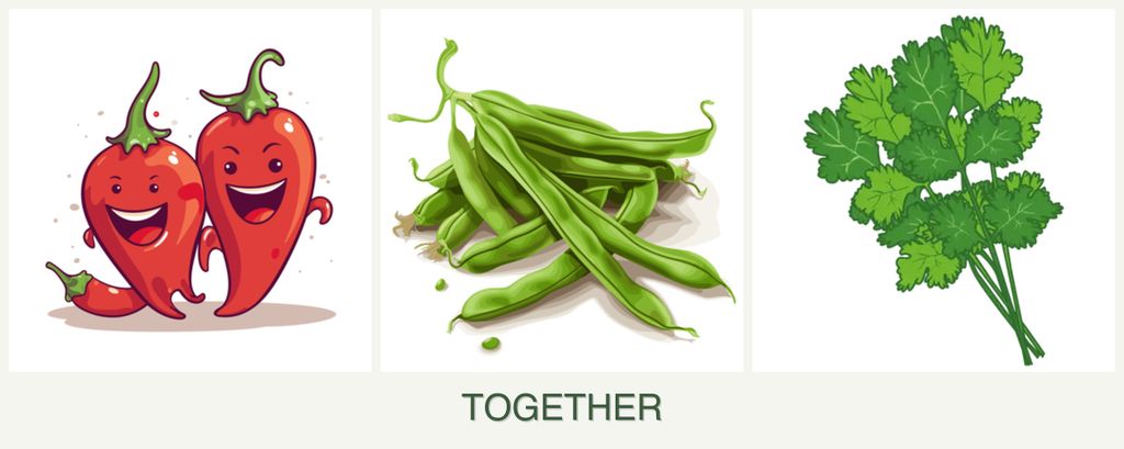 Can you plant peppers, beans and cilantro together?