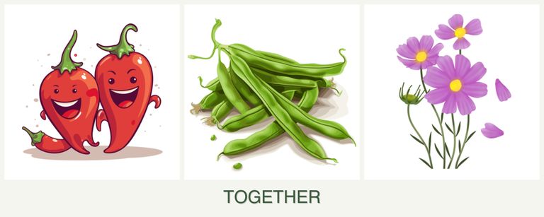 Can you plant peppers, beans and cosmos together?