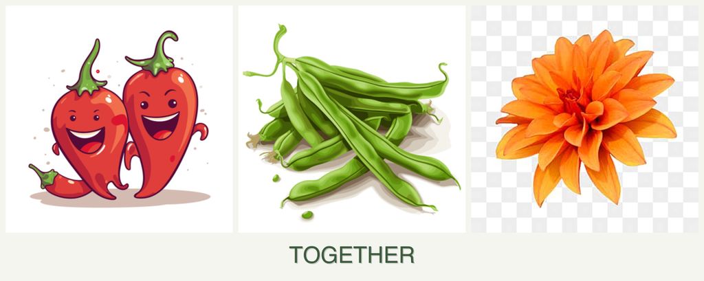 Can you plant peppers, beans and dahlias together?