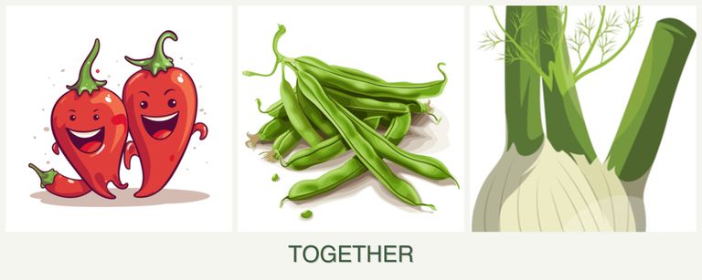 Can you plant peppers, beans and fennel together?