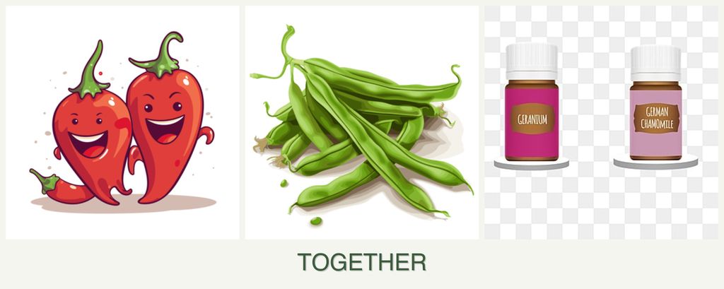 Can you plant peppers, beans and geraniums together?
