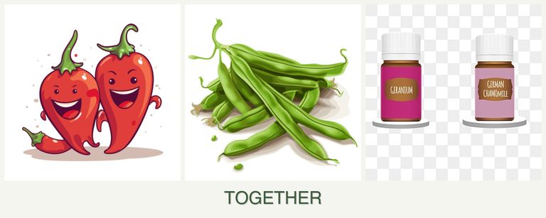 Can you plant peppers, beans and geraniums together?