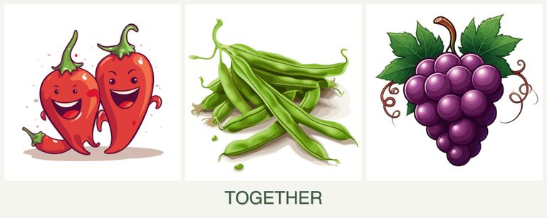 Can you plant peppers, beans and grapes together?