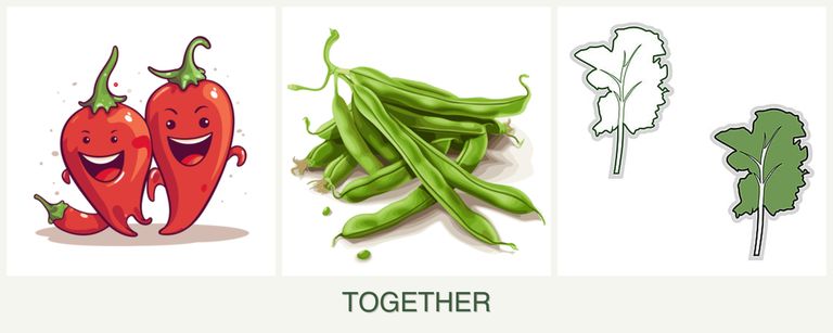 Can you plant peppers, beans and kale together?