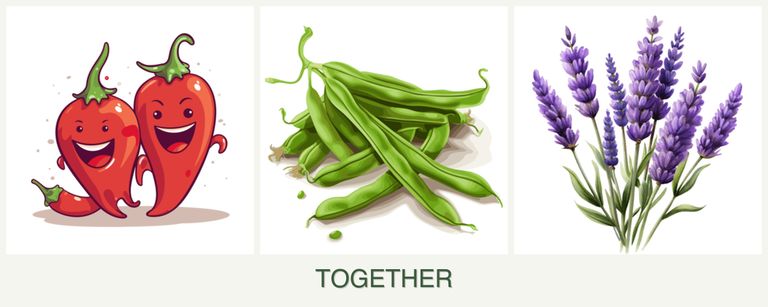 Can you plant peppers, beans and lavender together?
