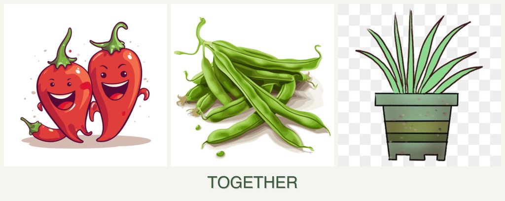 Can you plant peppers, beans and lemongrass together?