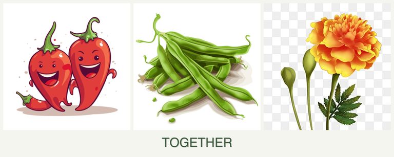 Can you plant peppers, beans and marigolds together?