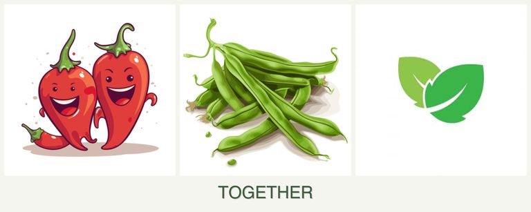 Can you plant peppers, beans and mint together?