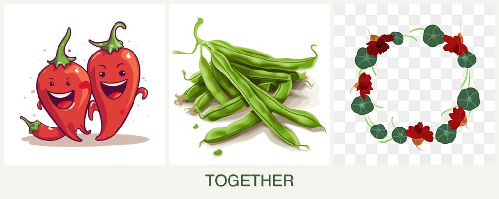 Can you plant peppers, beans and nasturtiums together?