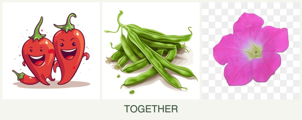 Can you plant peppers, beans and petunias together?
