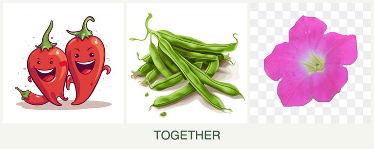 Can you plant peppers, beans and petunias together?