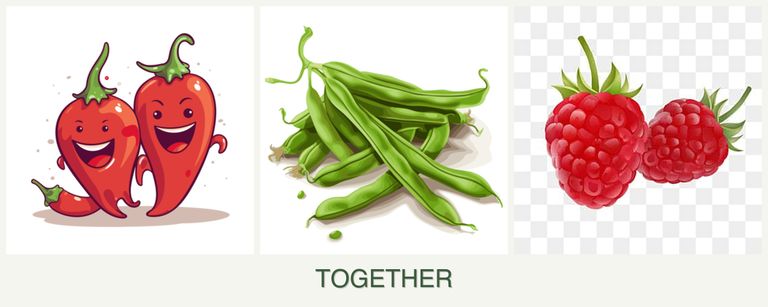 Can you plant peppers, beans and raspberries together?