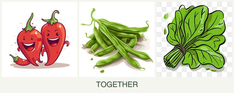 Can you plant peppers, beans and spinach together?
