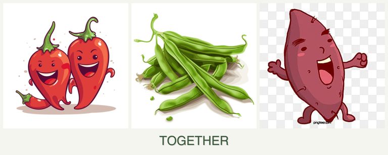 Can you plant peppers, beans and sweet potatoes together?